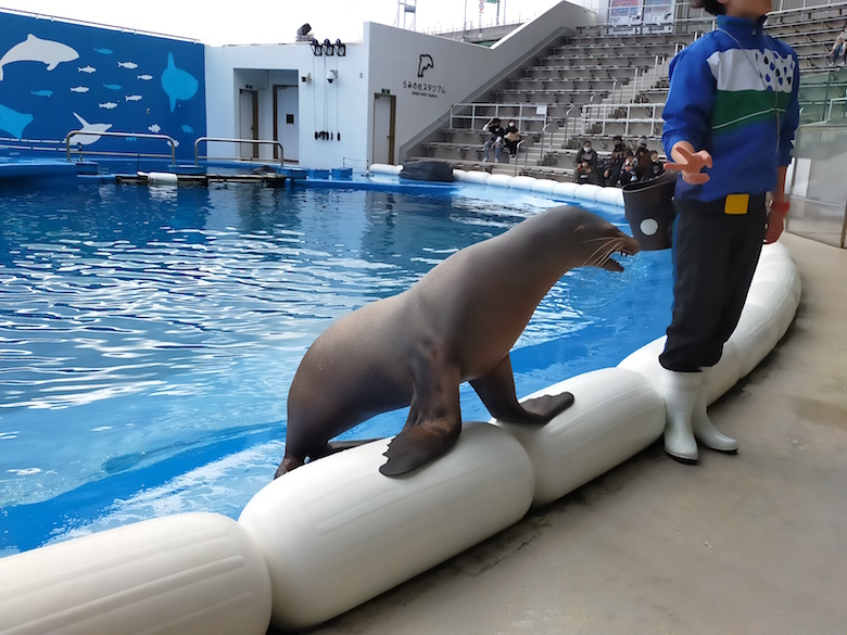 うみの杜水族館のアシカ