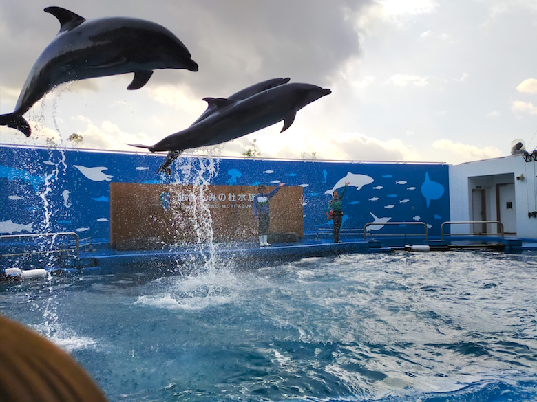 うみの杜水族館のイルカショー