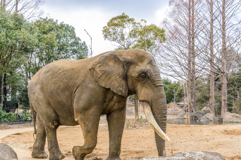 八木山動物園