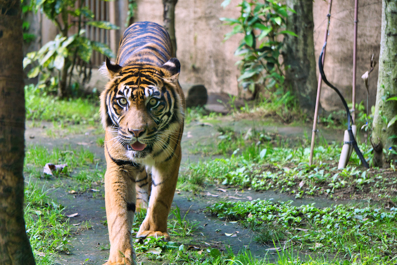 八木山動物公園のトラ