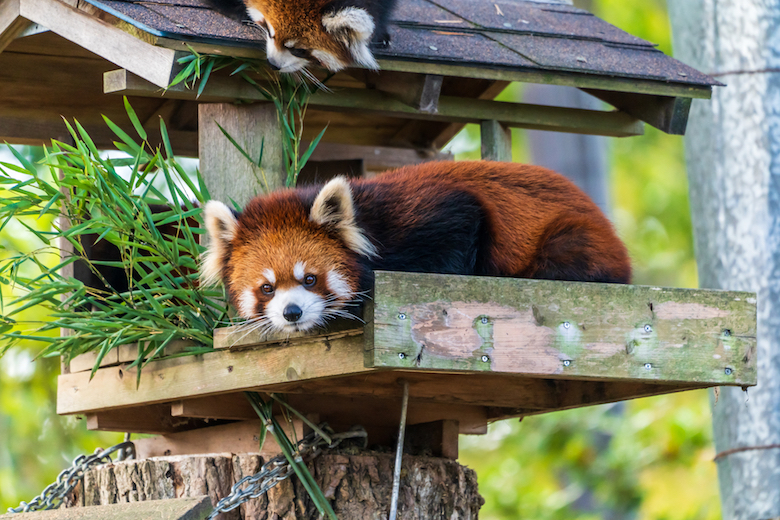 八木山動物園のレッサーパンダ