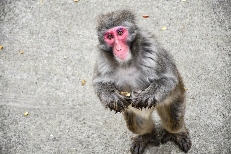 八木山動物園のニホンザル