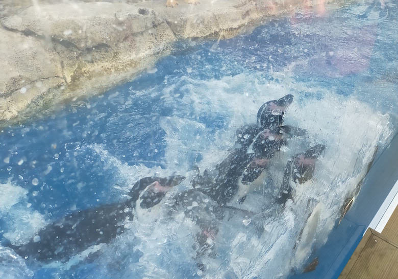 うみの杜水族館のペンギン