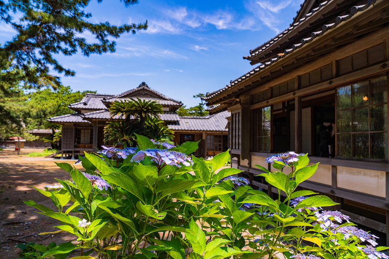 紫陽花の咲く沼津御用邸