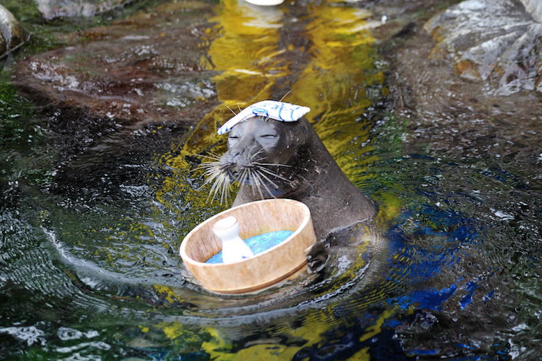 箱根園水族館のアシカショー