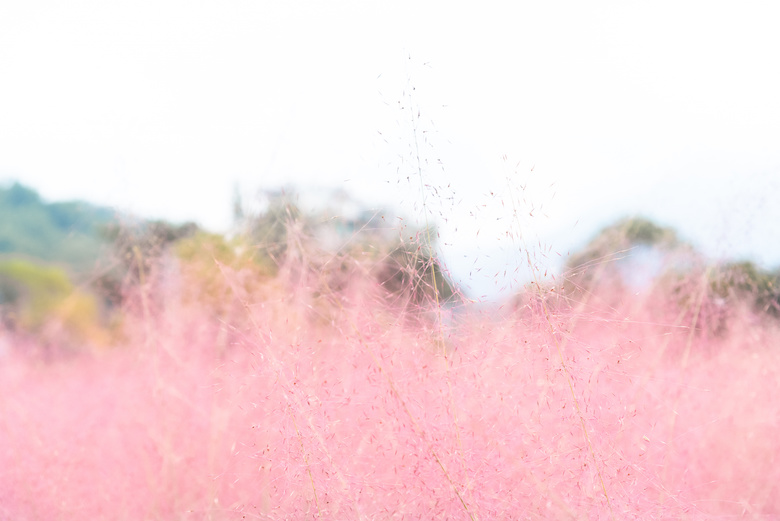 ピンクミューリー畑