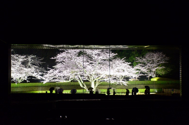 佐倉城址公園の桜