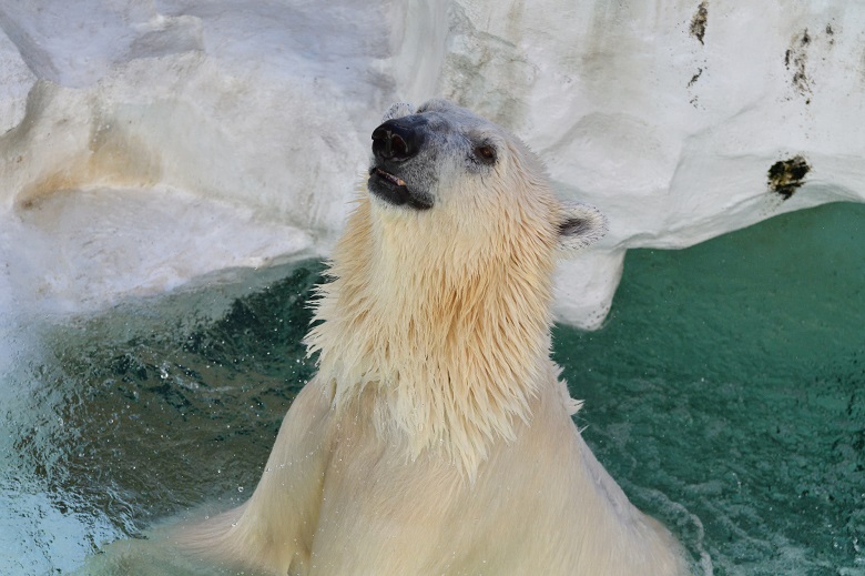 旭山動物園のホッキョクグマ