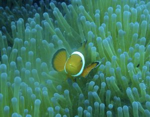 オプショナルツアーでシュノーケリングやSUP