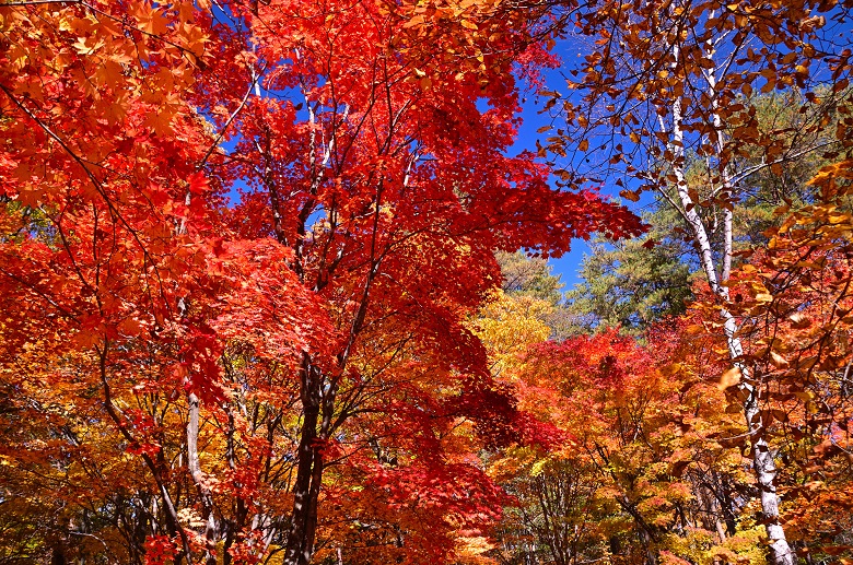 北軽井沢の紅葉