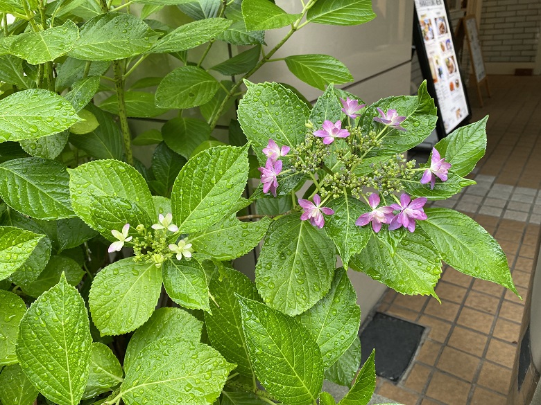 雨に打たれるあじさい