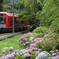 箱根あじさい電車