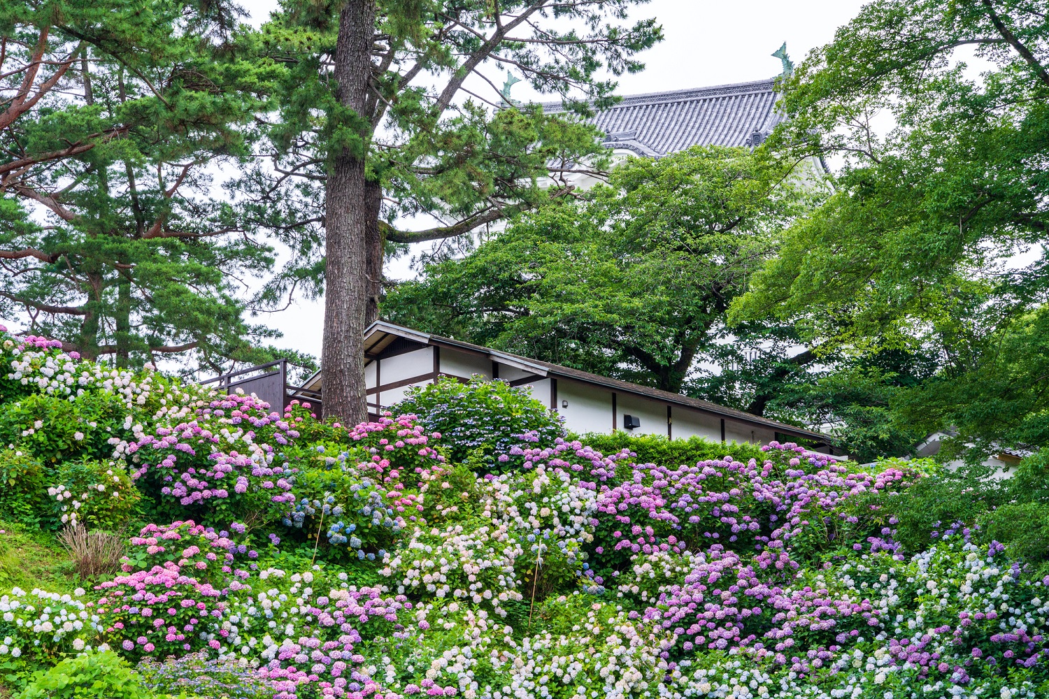 小田原城址公園