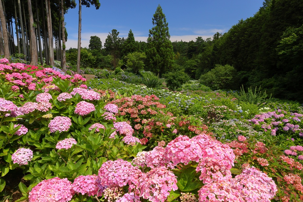 あじさいの森
