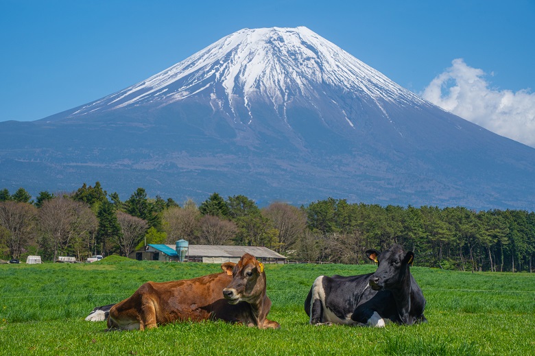 朝霧高原