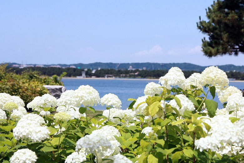 八景島あじさい祭