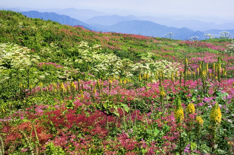 伊吹山・高山植物