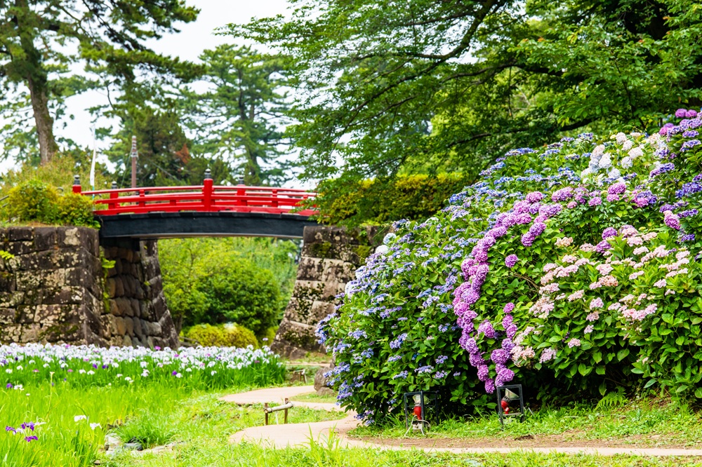 小田原城址公園のあじさいと花しょうぶ