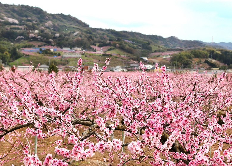 紀ノ川市・桃源郷