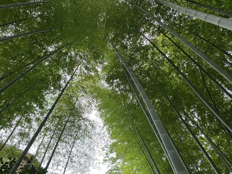 修善寺温泉・竹林の小径