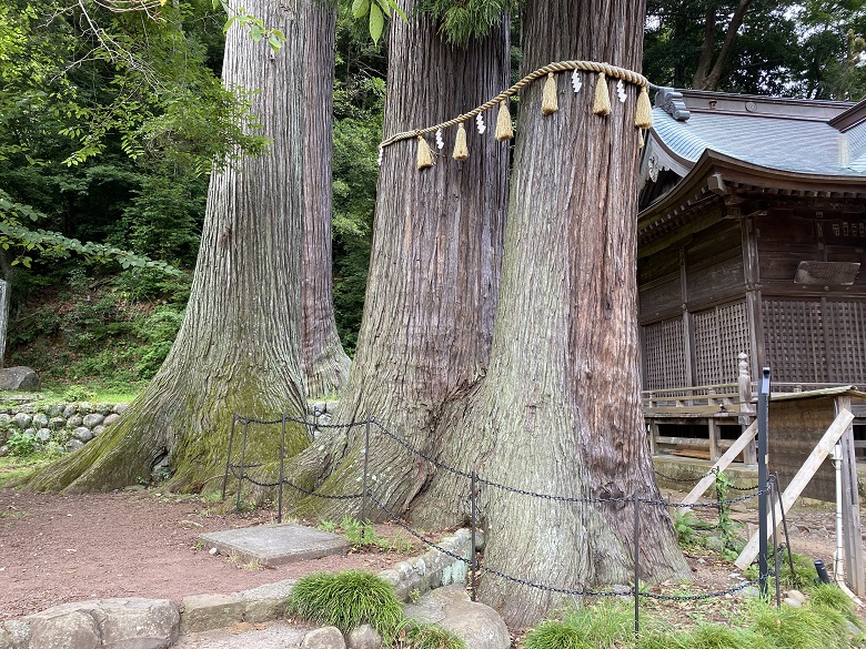 日枝神社・夫婦杉