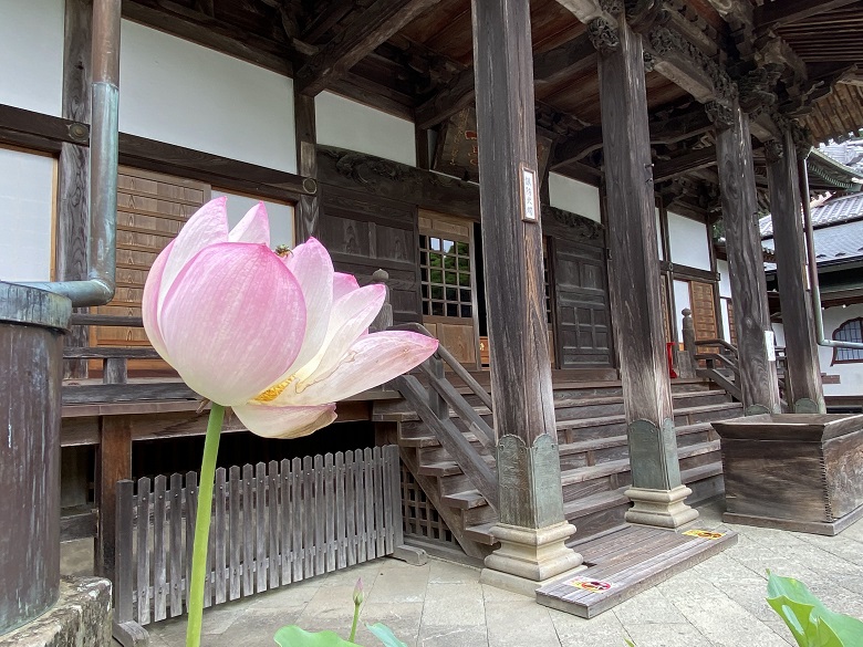 きれいなはすの花が咲く境内