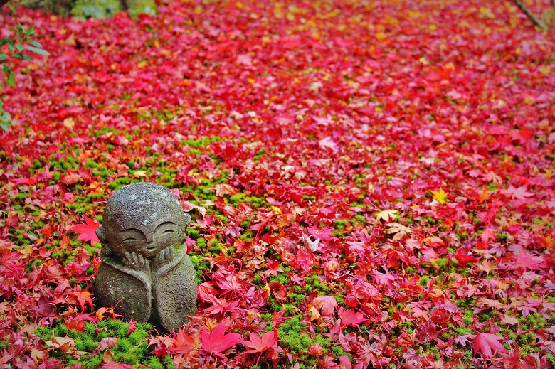 圓光寺・散もみじ