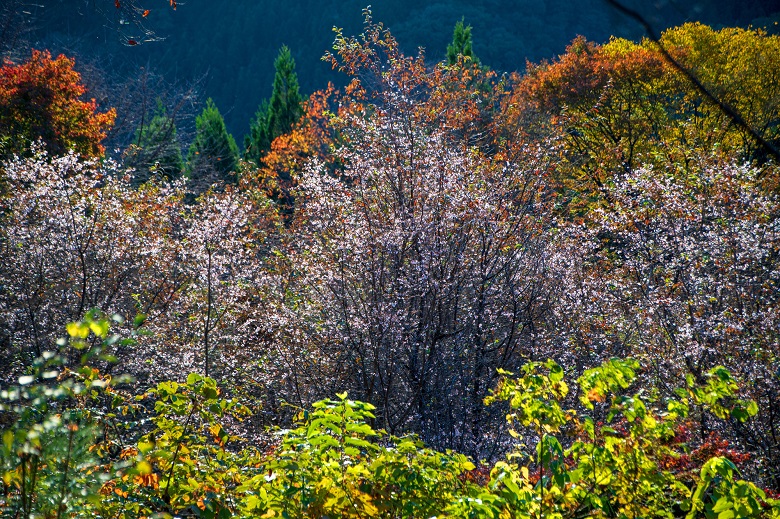 城峯公園