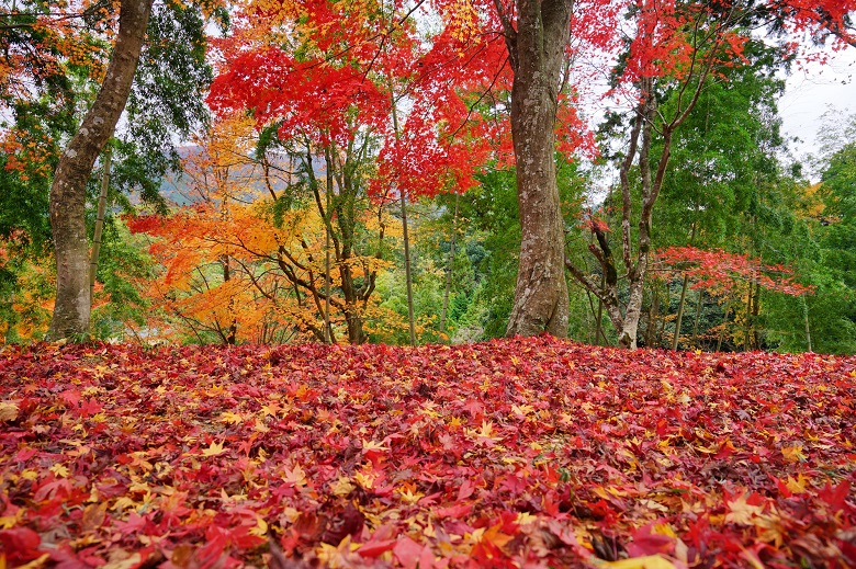 最上公園もみじ山