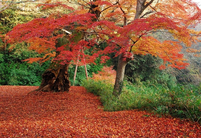 佐倉城址公園