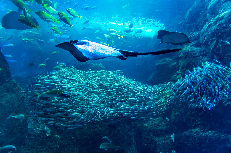 新江ノ島水族館