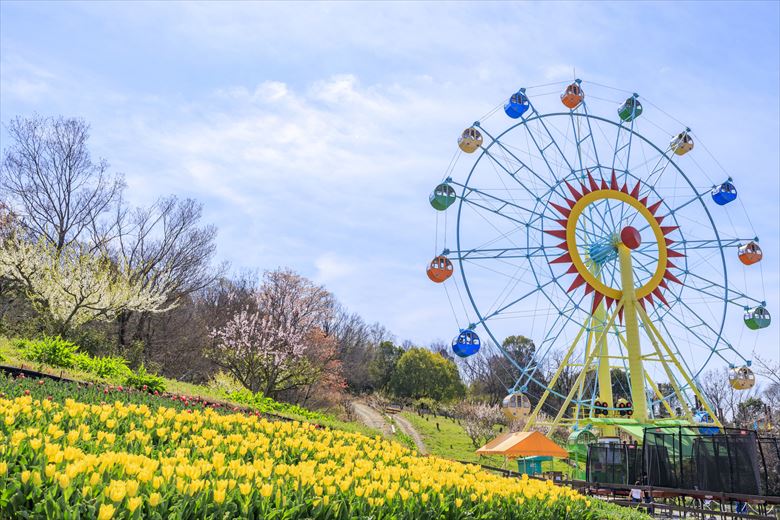 卒園グループ旅行におすすめ！春にはチューリップ畑がとてもきれいな堺・緑のミュージアムハーベストの丘。