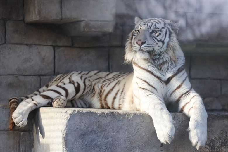 春の卒園遠足に東武動物公園はおすすめです。グループで複数家族での遠足をおすすめします。広大な園内を歩き回るだけでも、思い出に残る一日になります。