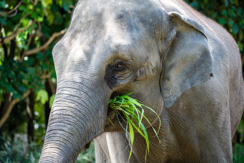 よこはま動物園ズーラシアは、車でのアクセスが便利です！グループ・団体でゆくなら、貸切バスの利用をおすすめします。