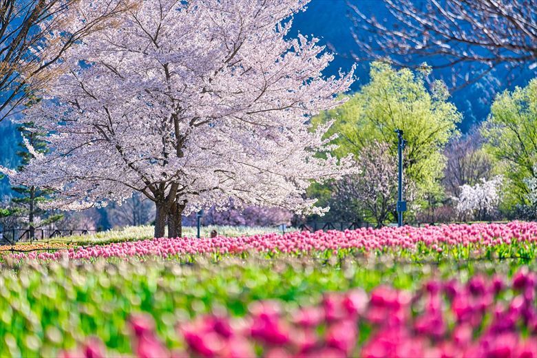 春の団体旅行・お出かけ先におすすめ！国営アルプスあづみの公園