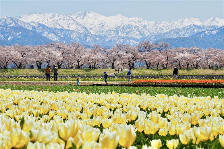 富山県朝日町のあさひ舟川「春の４重奏」。最近、にわかに人気になっているスポットで、グループ旅行におすすめです