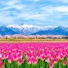 【2023年】3月・4月・5月団体・グループ旅行おすすめの行き先！花絶景・桜を見るツアー＜関西発＞