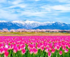 関西、近畿、東海、北陸・中国・四国・九州の、西日本エリアの3月4月5月の花みごろのスポット特集！