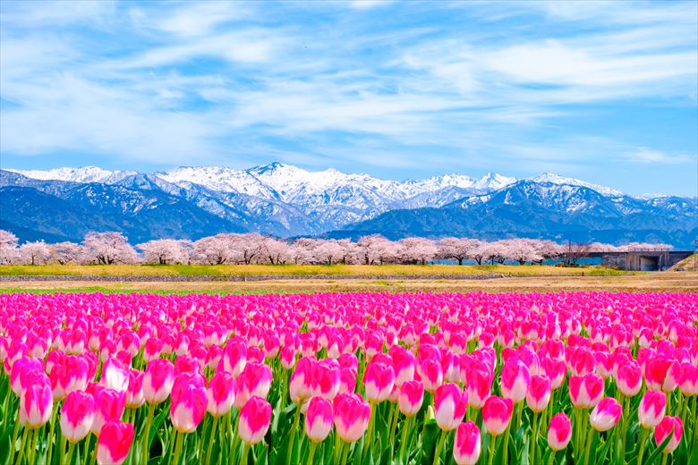 富山・あさひ舟川の「春の４重奏」。ここ数年、にわか有名になっている、絶景ベストスポットです。