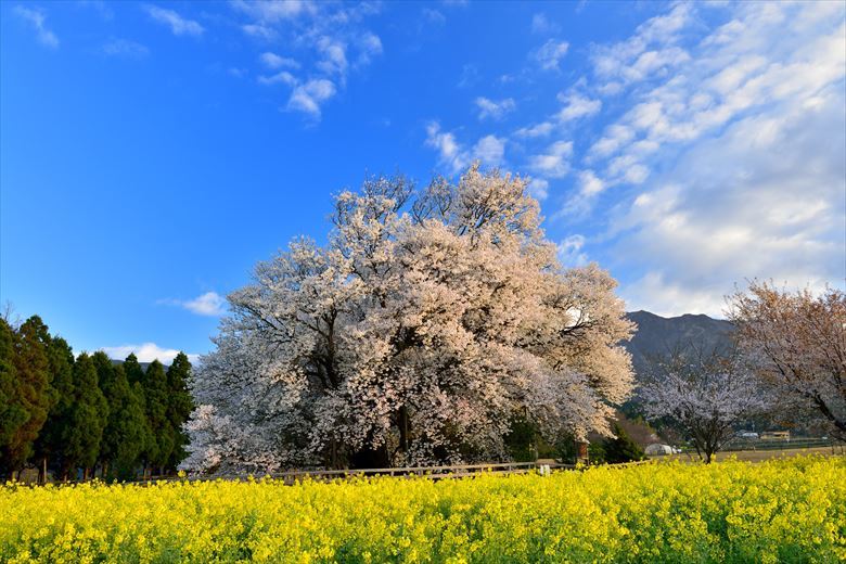 3月4月の熊本・阿蘇への団体旅行・グループ旅行に、阿蘇の一心行の大桜はいかが？