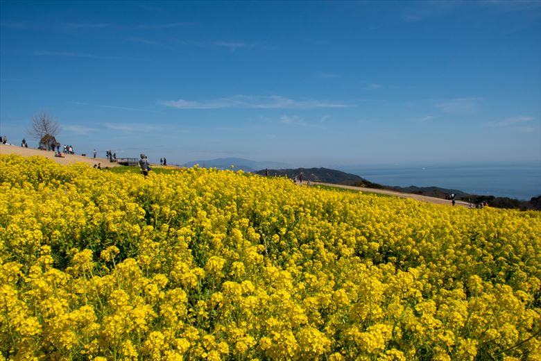 3月4月の神戸発・大阪発の日帰り団体旅行に！淡路島の「あわじ花さじき」は団体客で人気です