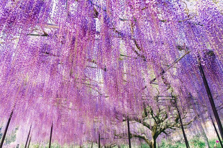 4月5月の大阪発・神戸発・京都発のグループ旅行の日帰りできる・藤で有名な丹波市・白毫寺