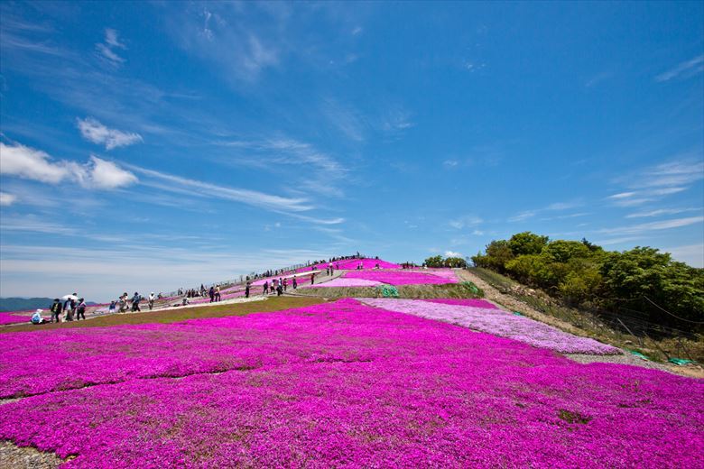 名古屋発の日帰りグループ旅行にいい、茶臼山公園は、シバザクラの花畑が美しいです