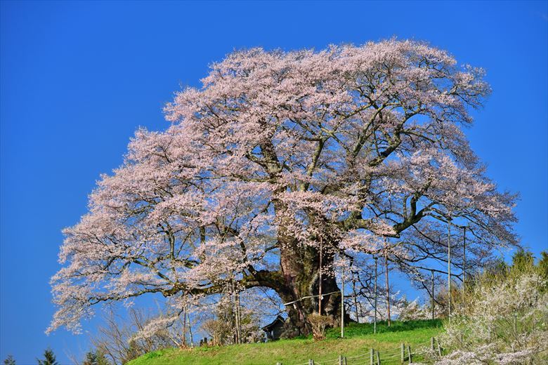 4月、5月の広島発・神戸発、四国発の日帰り花見スポットには、有名な岡山・真庭の醍醐桜をおすすめします。団体旅行先、グループ旅行先に