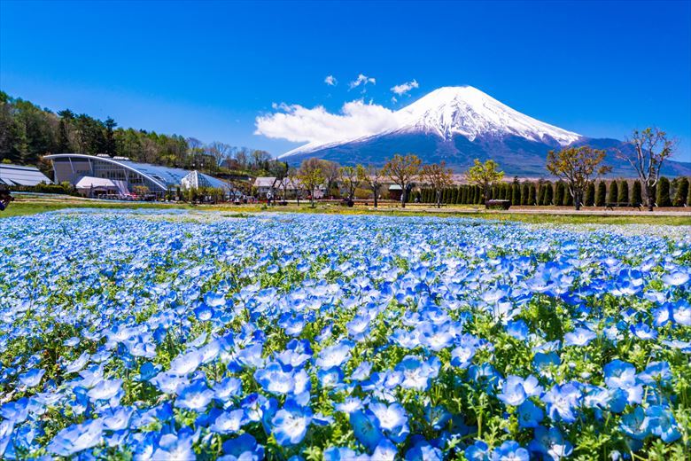 春の富士山ツアーの訪問先としておすすめ山中湖・花の都公園
