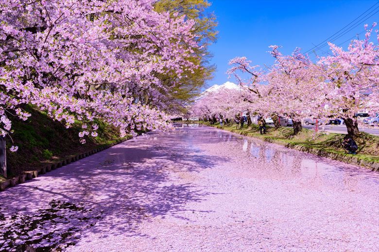 東北で一番の桜スポット「弘前公園」。団体客も多く、春の旅行先としておすすめです。
