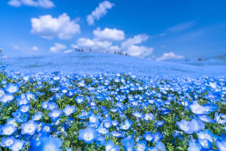 特におすすめしたい、国営日立海浜公園のネモフィラの花畑。団体やグループのメンバーも感動するはず