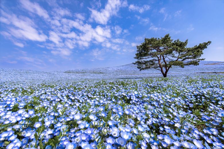 2023年の春の団体旅行に！花畑の名所、桜名所、花絶景のスポットをご紹介します。写真は、ひたち海浜公園のネモフィラの丘です。