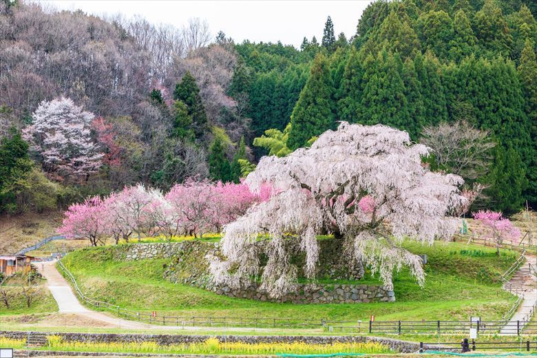団体旅行・グループ旅行で満足度の高い有名な桜スポット。8万人もの人が訪れます