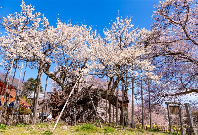 美しい桜を見たいという方は、名木・神代桜はおすすめ。団体やグループで行って楽しむのもいいです